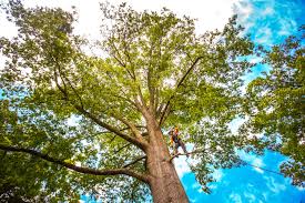 Mulching Services in Lyndonville, VT