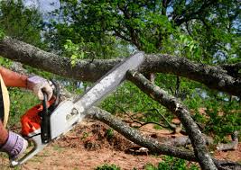 Best Arborist Consultation Services  in Lyndonville, VT