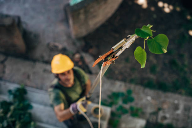 Trusted Lyndonville, VT Tree Removal Experts