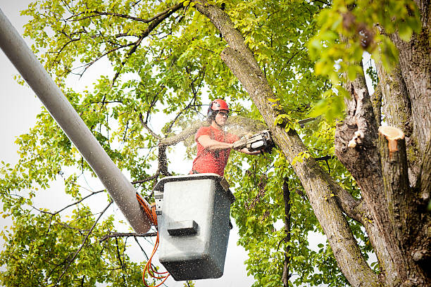 Best Leaf Removal  in Lyndonville, VT